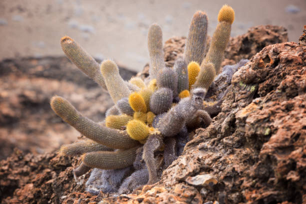 Lava cactus (Galapagos Islands) The lava cactus is a species of cactus, Brachycereus nesioticus, the sole species of the genus Brachycereus.  It is endemic to the Galápagos Islands. lava cactus stock pictures, royalty-free photos & images