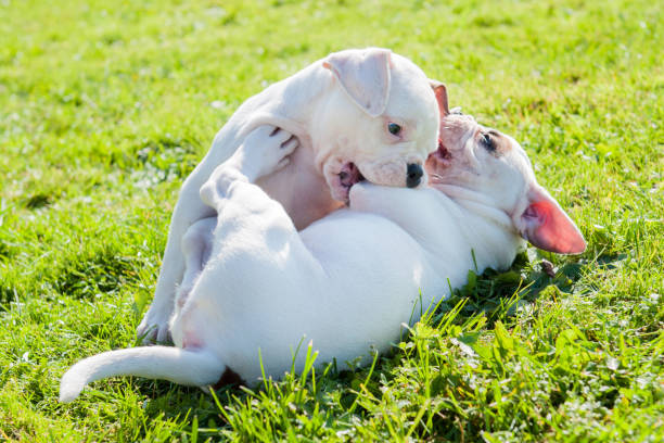 Two funny American Bulldog puppies are playing stock photo