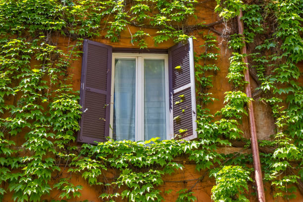 istock Window on the old building in Rome, covered by ivy. 864549850