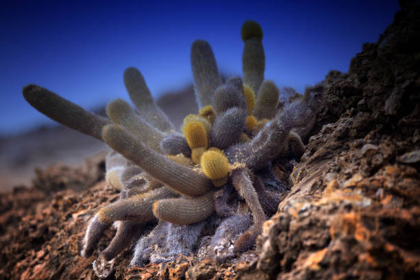 Lava cactus (Galapagos Islands) The lava cactus is a species of cactus, Brachycereus nesioticus, the sole species of the genus Brachycereus.  It is endemic to the Galápagos Islands. lava cactus stock pictures, royalty-free photos & images