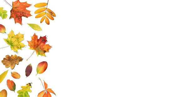 Autumn composition with falling leaves. Fall colorful leaves. Autumn foliage framed white background, top view