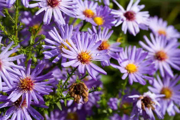 Closeup of aster dumosus with dewdrops in a naturalautumn garden. Shallow depth of field.