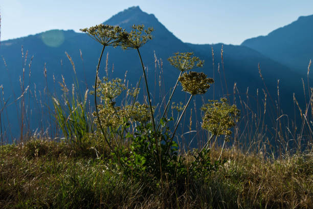 french alpine landscape