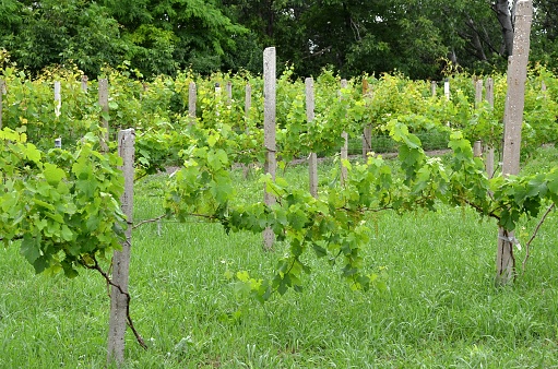 Vine trees tied to concrete supports in rural vineyard among green grass