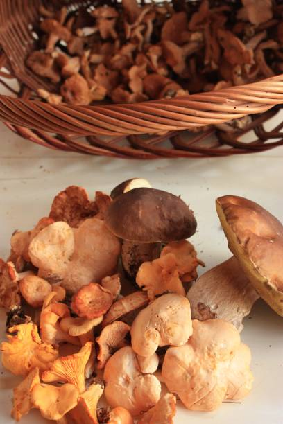 istock Mushroom picking from the forest  in autumn 864555548