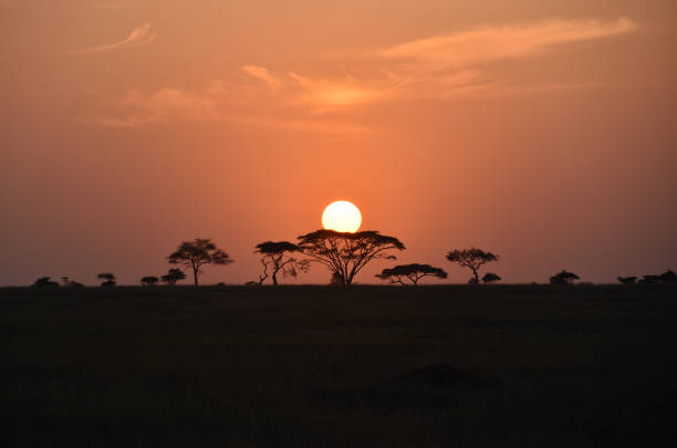 ein neuer tag beginnt in der serengeti, tansania - woodland hills stock-fotos und bilder