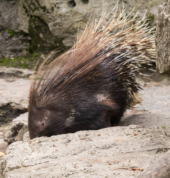 istock North American Porcupine 864560718