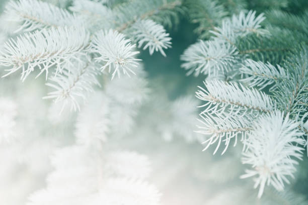 christmas weihnachtsbaum - christmas christmas tree snowing blue stock-fotos und bilder