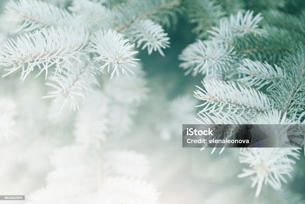 Christmas Tree Christmas Stock Photo