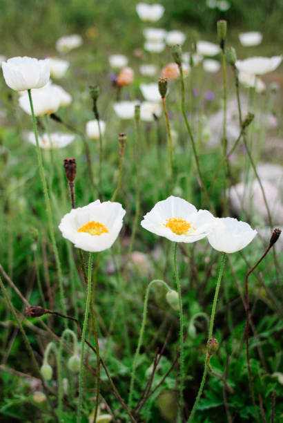 istock The group of white poppies 864562274