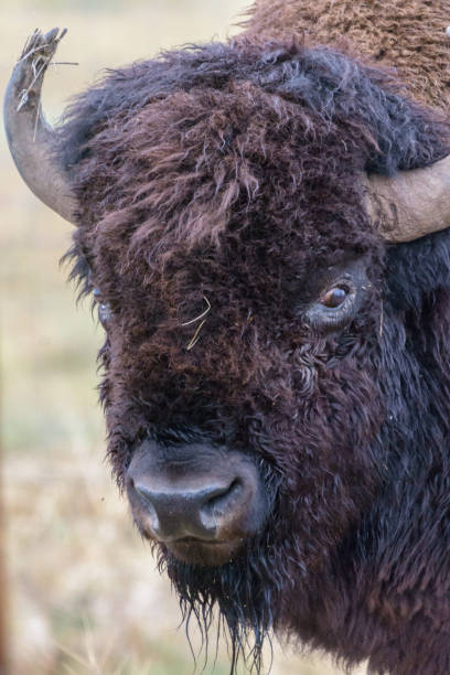 istock American Bison Bull - Genetically Pure Specimen 864562418