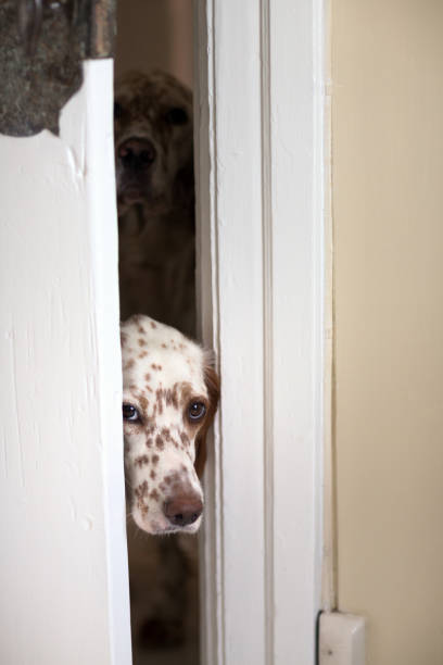 istock English Setters sneaking through the door crack, Norway 864564364