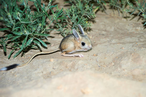 Jerboa Rabbit 540+ Jerboa Stock Photos, Pictures & Royalty-Free Images - iStock
