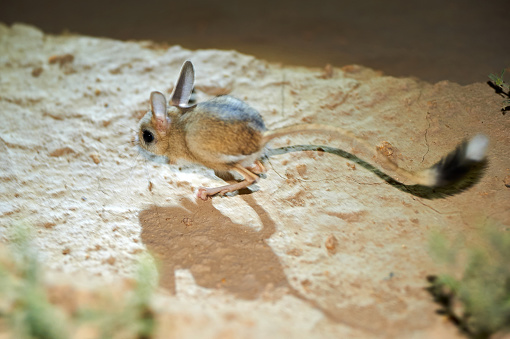 The jerboa are a steppe animal and lead a nocturnal life