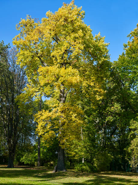 istock Germany: Tulip tree with golden autumn leaves in a small public park in Eastern Thuringia 864566672