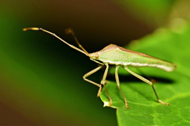 istock Close up green insect on green leaf, blur green background. 864568976