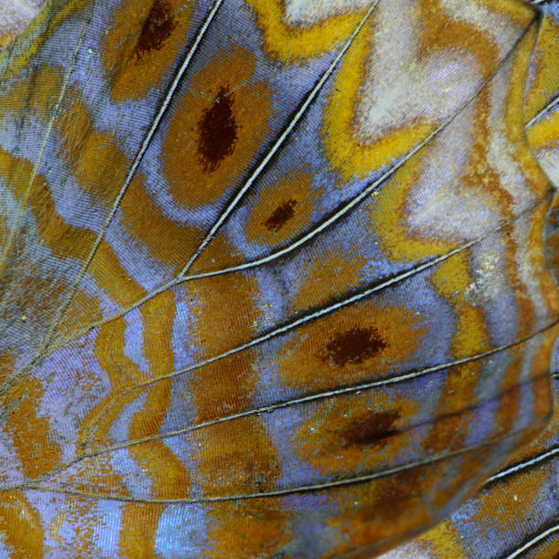 istock Fascinated gold lines over silver surface of the Royal Assyrian butterfly's wing texture, beautiful background 864569820