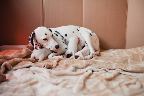 istock Dalmatian Mother And Her Puppies 864570248