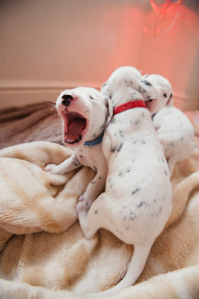 Dalmatian Puppies Playing