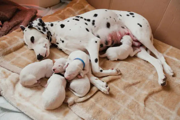A Dalmatian mother is lying in her pet bed with 5 of her new born puppies. One is feeding, the rest are sleeping
