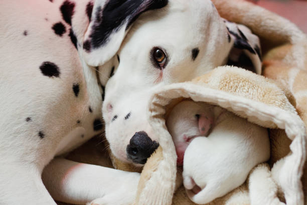 Dalmatian With Newborn Puppy Dalmatian dog is looking at the camera whilst lying down with one of her newborn puppies. newborn animal stock pictures, royalty-free photos & images