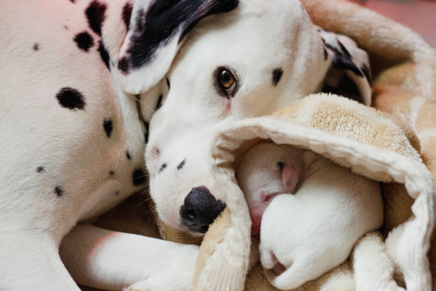 dalmatyńczyk z nowo narodzonym szczeniakiem - newborn animal zdjęcia i obrazy z banku zdjęć