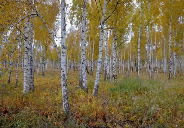 4 seasons - silver birch tree imagens e fotografias de stock