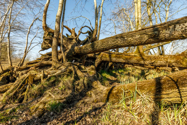 istock Confusion in the Schellbruch nature reserve 864572174