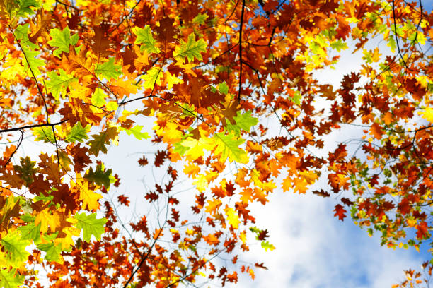 istock Oak tree lush foliage in brilliant autumn sun. 864572572