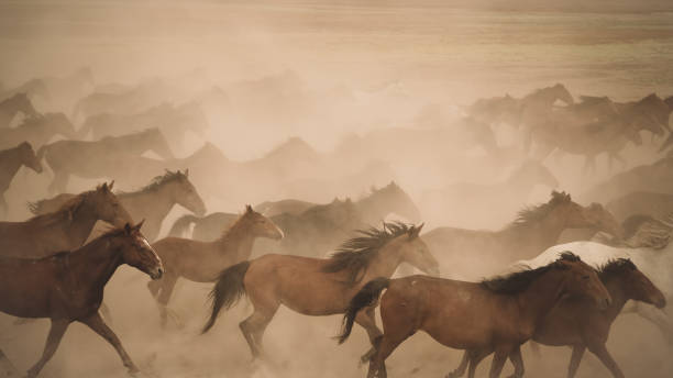 istock Horses run gallop in dust 864573204