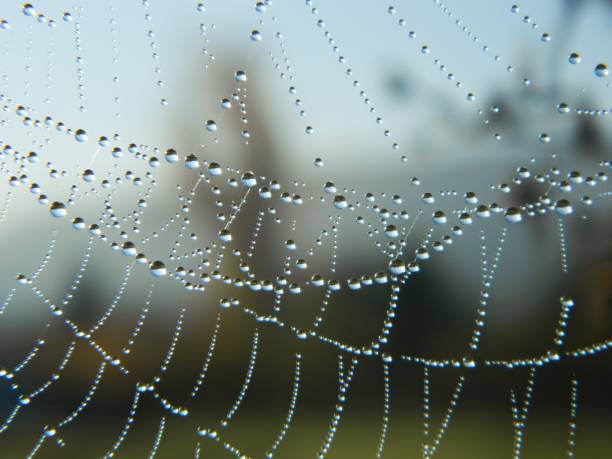 istock Dewdrops on a spider web, looking like jewels 864573260