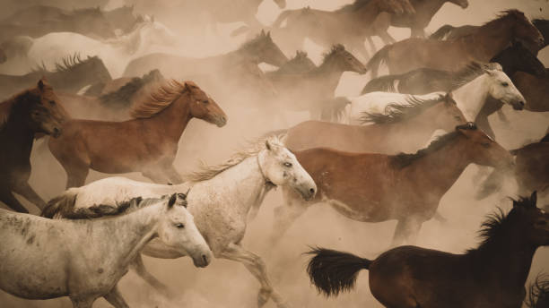 istock Horses run gallop in dust 864573690
