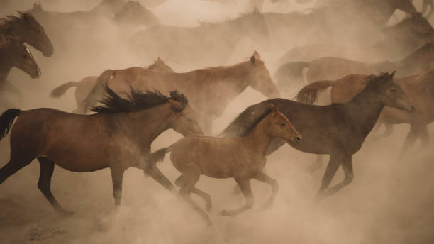 istock Horses run gallop in dust 864573766