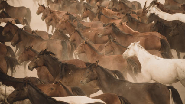 istock Horses run gallop in dust 864573852