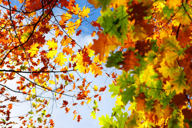 istock Oak tree lush foliage in brilliant autumn sun. 864574186