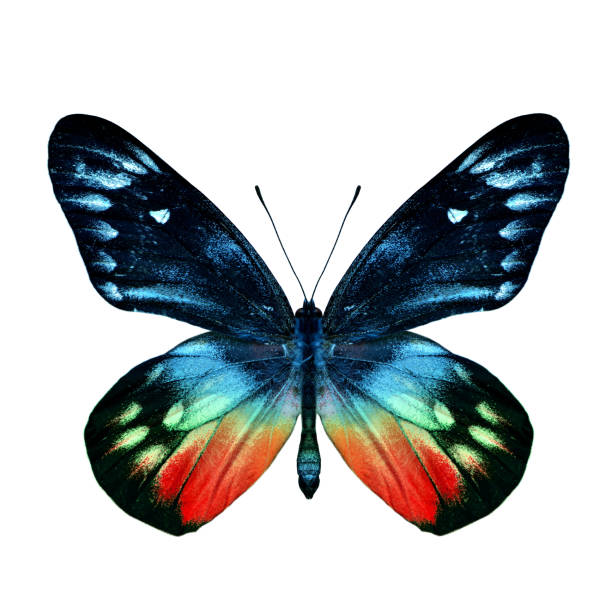 istock Fascinated red butterfly, Redbase Jezebel upper wing in fancy color profile isolated on white background, exotic creature 864574258