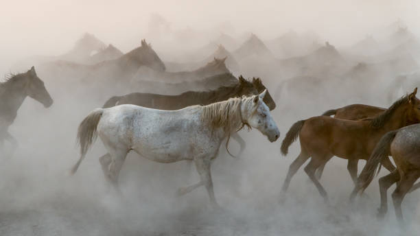 istock Horses run gallop in dust 864574526