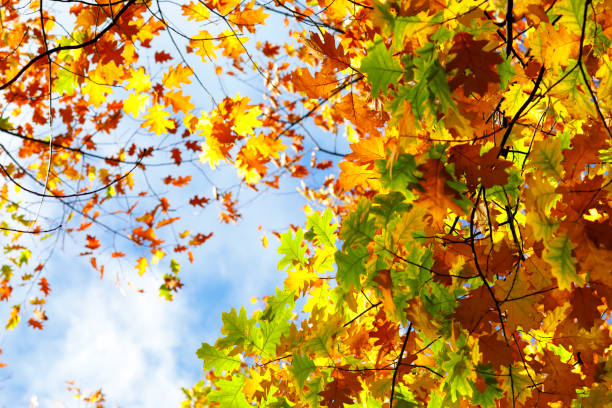 istock Oak tree lush foliage in brilliant autumn sun. 864574632