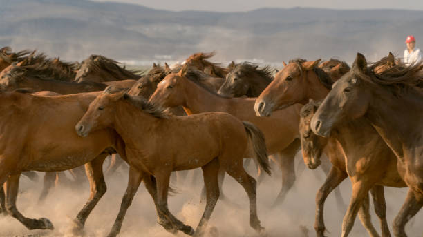 istock Horses run gallop in dust 864574654