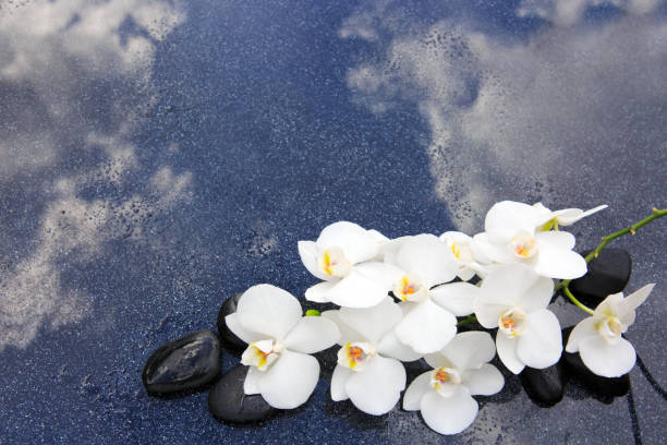 спа фон с белой орхидеей и небом - massieren стоковые фото и изображения