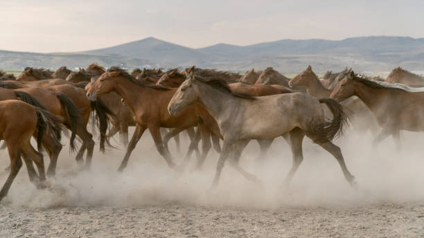 istock Horses run gallop in dust 864574758