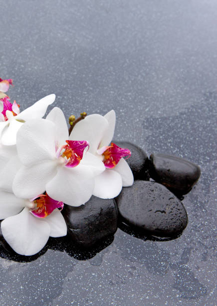 белая орхидея и черные спа-камни - massieren стоковые фото и изображения