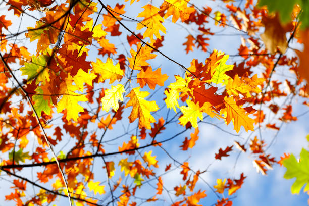 istock Oak tree lush foliage in brilliant autumn sun. 864574988
