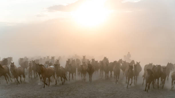 istock Horses run gallop in dust 864575028