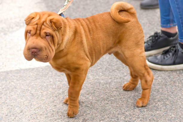 istock Sharpei dog Close-up 864575800