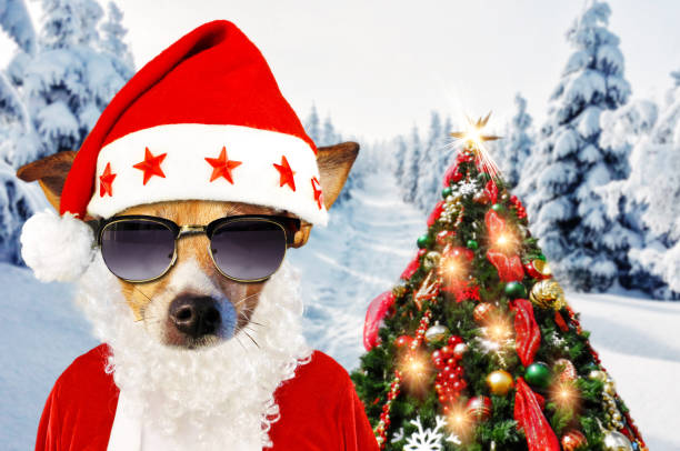 istock Christmas dog in winter 864575916