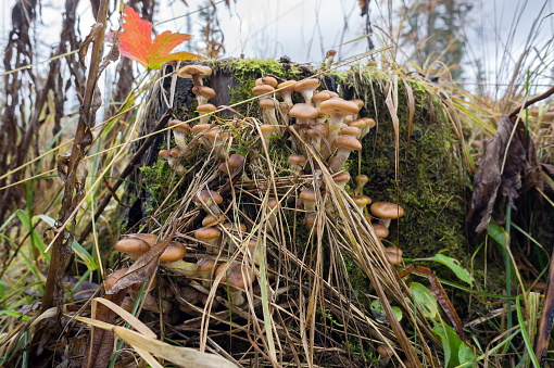 Mushroom Honey fungus grow on a stump in the autumn forest.