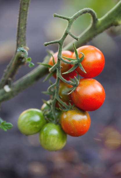 istock Red, yellow and green tomatoes 864576372