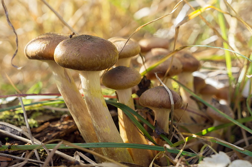 Mushroom Honey fungus in dry grass, on a sunny autumn day.
