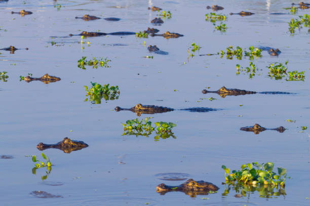 caiman flottant sur le pantanal, brésil - caïman photos et images de collection